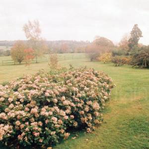 “Taken before 2009”