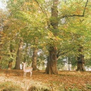 “Taken before 2009”