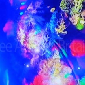 A view from above in the dark of an illuminated trail through a forest.