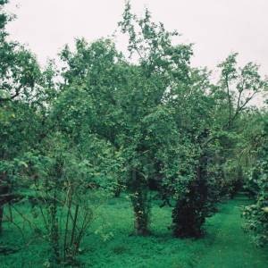 “taken before 2009”