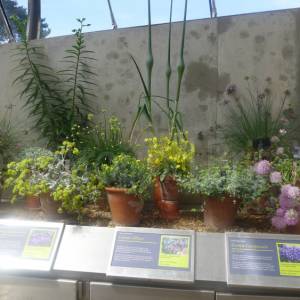 Davies Alpine House