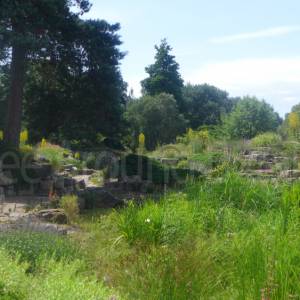 The Rock Garden