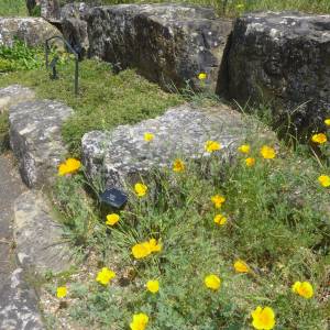 The Rock Garden