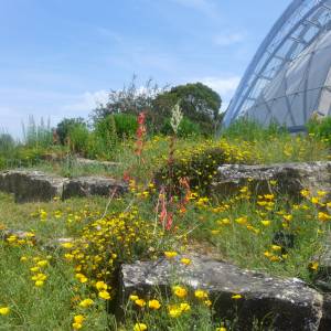 The Rock Garden