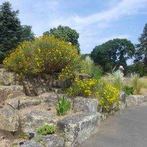 The Rock Garden