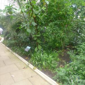 The Temperate House