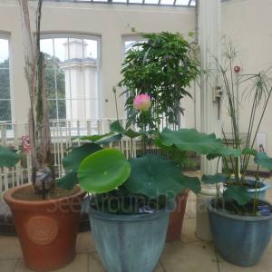 The Temperate House