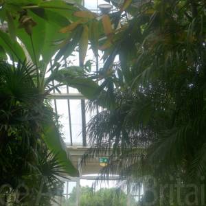The Temperate House