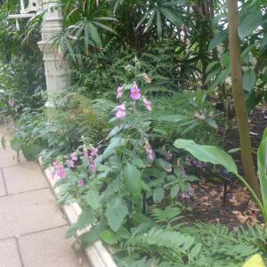 The Temperate House
