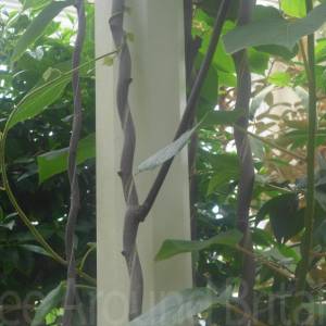 The Temperate House
