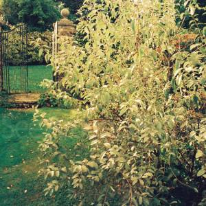 Photograph taken before 2009