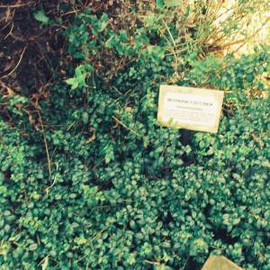 Photograph taken before 2009