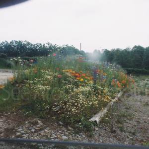 Photograph taken before 2009